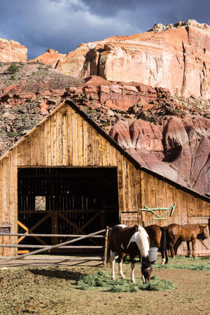 Horses grazing by historic Pendleton Barn, part of Gifford Homestead in Fruita Oasis - Capitol Reef...