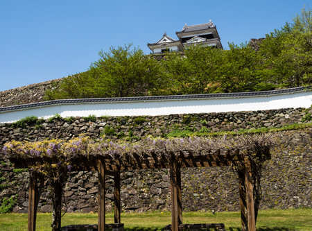 Reconstructed Ozu castle with wisteria flowers blooming in springtime - Ehime prefecture, Japanのeditorial素材