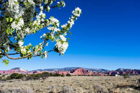 Apple tree blooming in Utah desert - Torrey, Utah, USAの写真素材