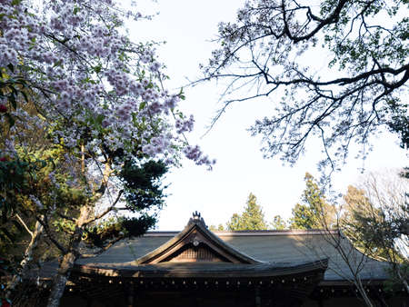 Cherry blossoms at a Buddhist temple in Japan