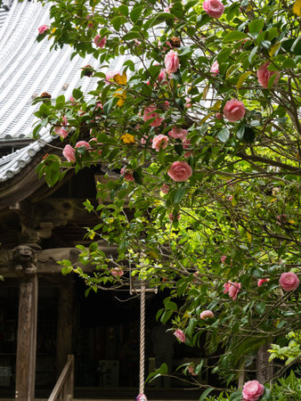 Matsuyama, Ehime prefecture, Japan - April 10, 2018: On the grounds of Joruriji, temple number 46 of Shikoku pilgrimageのeditorial素材