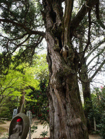 Matsuyama, Ehime prefecture, Japan - April 10, 2018: On the grounds of Joruriji, temple number 46 of Shikoku pilgrimageのeditorial素材