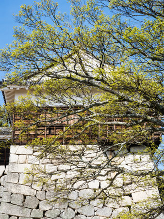 Matsuyama, Ehime prefecture, Japan - April 11, 2018: Springtime on the grounds of historic Matsuyama Castleのeditorial素材