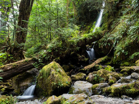 Merriman Falls in Lake Quinault valley