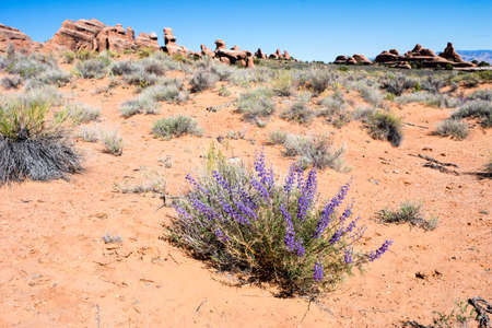 Wild lupine flowers blooming in Arches National Park in springtime - Moab, Utah, USAの写真素材
