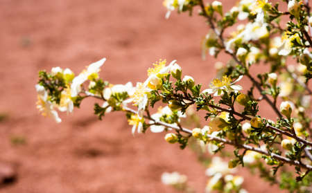 Wildflowers blooming in the red rock desert in springtime - Arches National Park, Utah, USA
