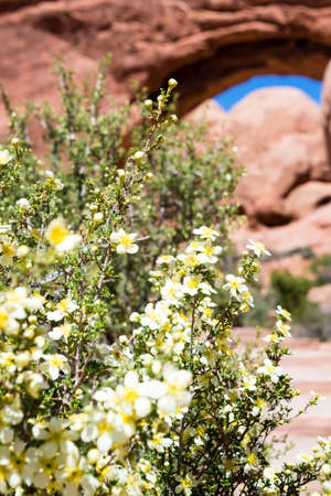 Spring flowers blooming along the trail to Double Arch in Arches National Park - Moab, Utah, USA