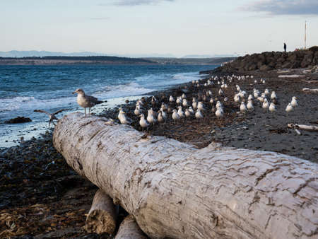 Seagulls on the beach at Fort Worden State Park in the evening - Port Townsend, WA, USAの写真素材