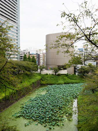 Tokyo, Japan - August 19, 2018: View of Ushigafuchi moat with lotus flowers blooming and Showa Memorial Museum at the backgroundのeditorial素材