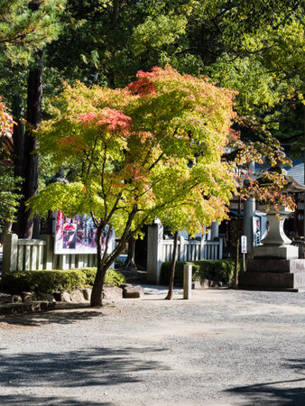 Kofu, Yamanashi prefecture, Japan - October 26, 2017: Early autumn on the grounds of Takeda Shrine, a Shinto shrine dedicated to the spirit of Takeda Shingenのeditorial素材