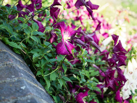 Clematis flowers blooming in Hyde park in summer - London, UKの写真素材