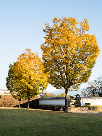Early autumn on the grounds of Maizuru Castle Park (Kofu castle) - Kofu city, Yamanashi prefecture, Japanのeditorial素材