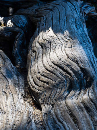 Roots of a logged old growth tree - Washington state, USAの写真素材