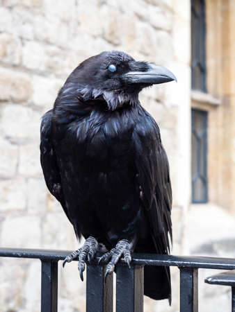 Raven perched on a railing at the Tower of Londonの写真素材