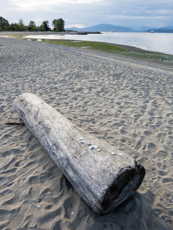 Tree log on Jericho beach in Vancouver BC, Canadaの写真素材