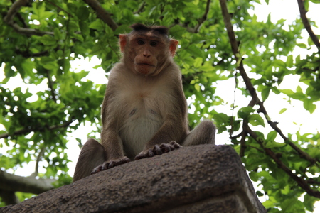 Monkey staring into the camera in Elephanta, Mumbai