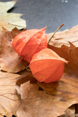 Autumn leaves in a dark backgroundの写真素材