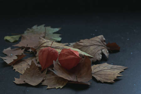 Autumn leaves in a dark backgroundの写真素材
