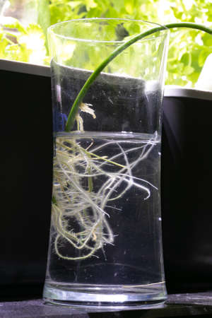 Growing plants at home, hydroponic plants with roots in the waterの写真素材