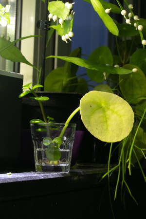 Growing plants at home, hydroponic plants with roots in the water