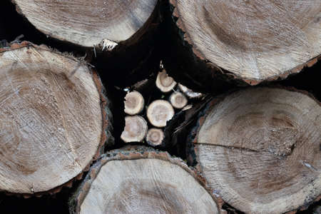 wooden texture, pile of trees in the forest