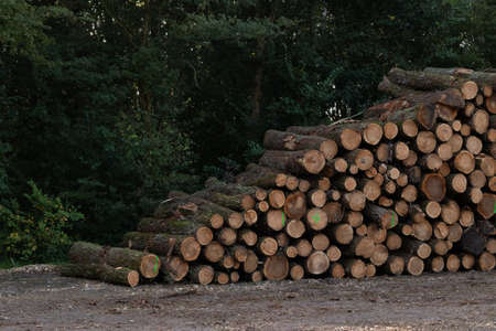 wooden texture, pile of trees in the forest