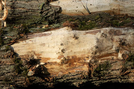 wooden texture, pile of trees in the forest