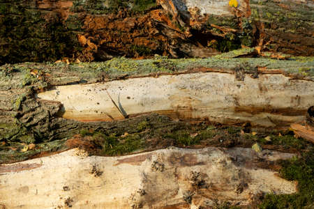 wooden texture, pile of trees in the forestの写真素材