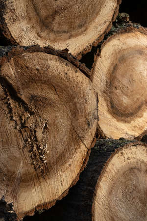 wooden texture, pile of trees in the forest