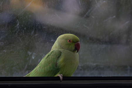 Wild Parrot sitting in window in Europe, stuck inside the house, This colorful specimen is called...