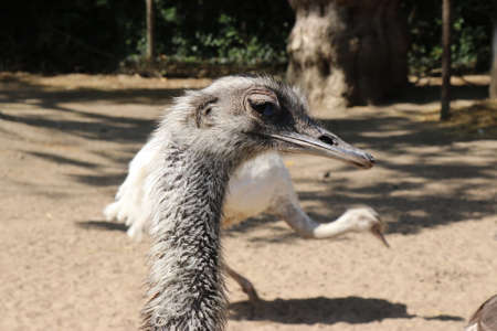 Common ostrich looking curious from a fence