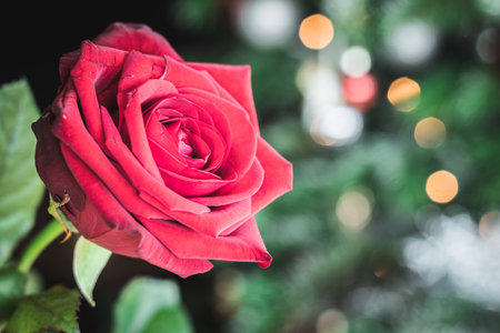 Lovely and fresh big red rose with smooth petals and green leavesの写真素材