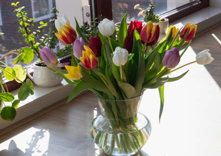 Fresh tulips inside a transparent vaseの写真素材
