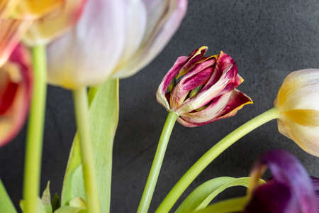 Tulip blooms fading, on a gray backgroundの写真素材