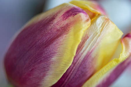 Flower petals with details and blurred backgroundの写真素材