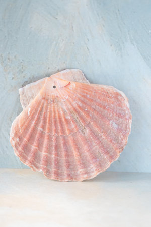 Jacobs shells on a soft blurred background, selective focus