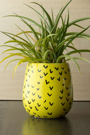 Ananas plant on a yellow funny plant potの写真素材