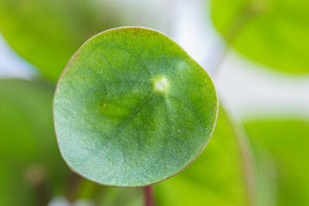 Macro details of a pancake plantの写真素材