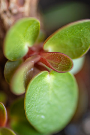 Macro details of a pancake plantの写真素材