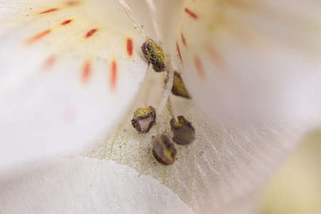 Macro details of white flower center petalの写真素材