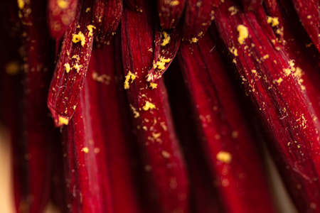 Macro photo of yellow pollen on petals of Gerber flowerの写真素材