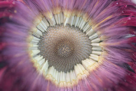 Macro details of a faded Gerber flower that lost its center partの写真素材