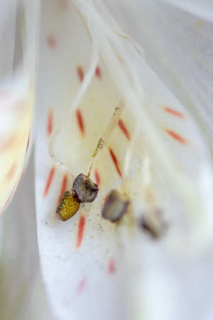 Macro details of white flower center petalの写真素材