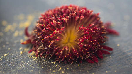 Macro details of center part of a faded Gerber flower that felt off, with lots of yellow pollenの写真素材