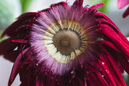 Macro details of a faded Gerber flower that lost its center partの写真素材
