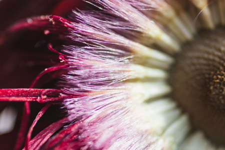 Macro details of a faded Gerber flower that lost its center partの写真素材