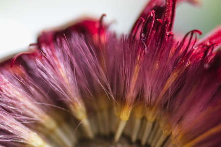 Macro details of a faded Gerber flower that lost its center partの写真素材
