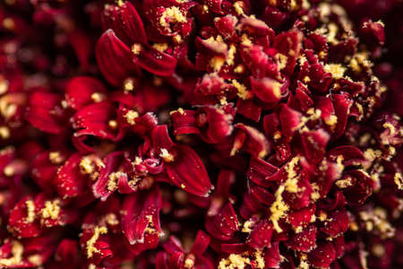 Macro details of the center of an almost faded Gerber flower with lots of yellow pollenの写真素材