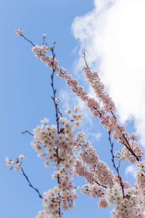 Cherry trees blossom on a sunny dayの写真素材