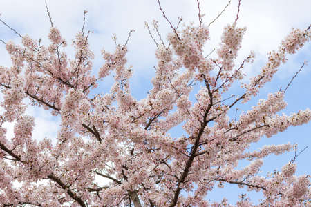 Cherry trees blossom on a sunny dayの写真素材